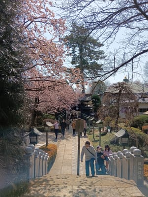 川口　密藏院桜