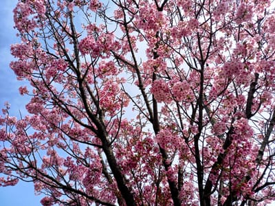 （2024・4/2）桜 開花　 🌸 地元・散歩 🌸 帷子川近郊