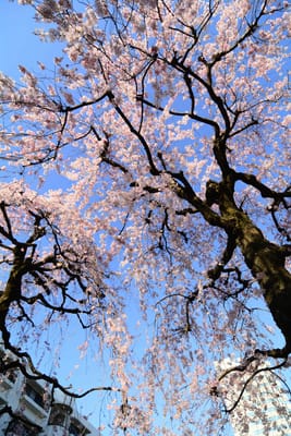 団地の垂れ桜🌸満開(2)