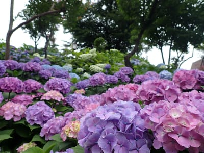 富士塚が一番紫陽花が綺麗