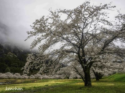 粕川河川公園の桜