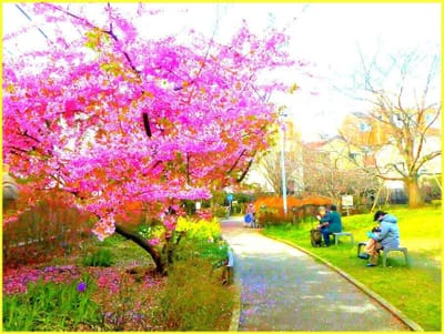 公04　　　　　　(607)公園の桜