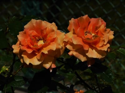 ✿ 地元、横浜市岡野公園の"春の薔薇🌹"が見頃！
