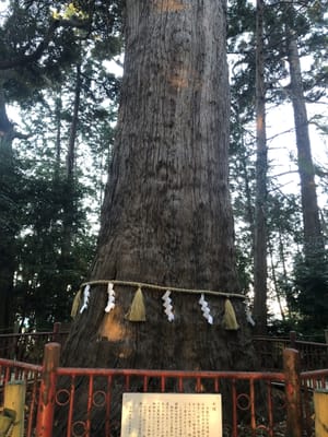1400年の大杉様　パワーがいっぱい！