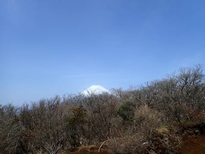 越前岳の山頂からの富士山も枝が・・・・。