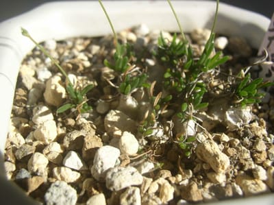多肉球根植物世界最小級　オーニソガラム　リトプソイデスとジュンキフオリアの蕾