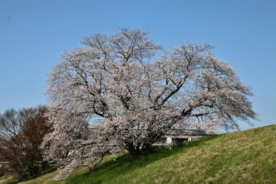 幾坂池の一本桜