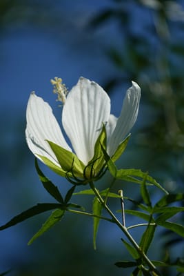 白花モミジアオイ