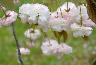 うつむき垂れ咲く桜
