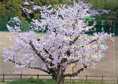 2024年4月 卓上カレンダー 桜画像