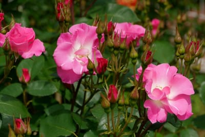 ✿　横浜市こども植物園のバラを観賞！　✿