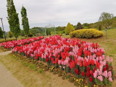   目が覚めるようなキンギョソウの集団　　　花いっぱいのアンデルセン公園　　　　　4月22日