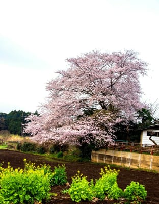 庭先の桜