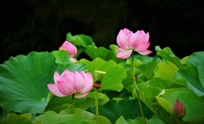 横浜 三溪園の 『 蓮の花 』