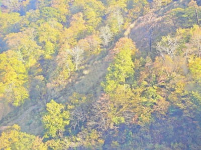 谷川岳天神平の紅葉と初冠雪