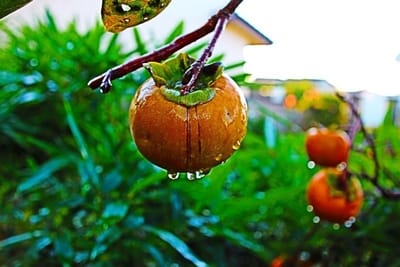 柿に水滴