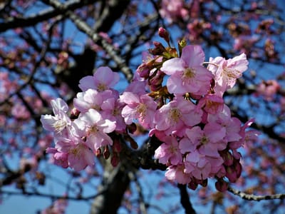 🗻松田町 西平畑公園（ハーブ館）第23回"まつだ桜まつり"