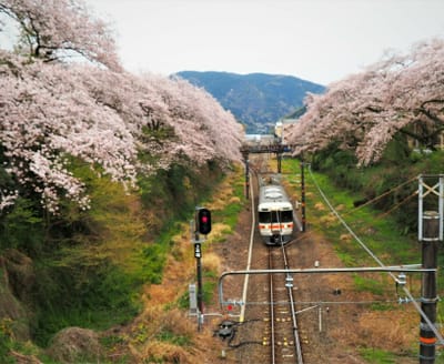 2023年3月31日の桜(御殿場線山北駅)