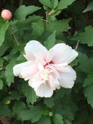 淡いピンク色のムクゲ(八重)の花