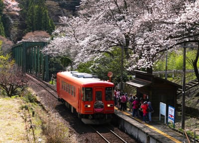 桜と列車（１）