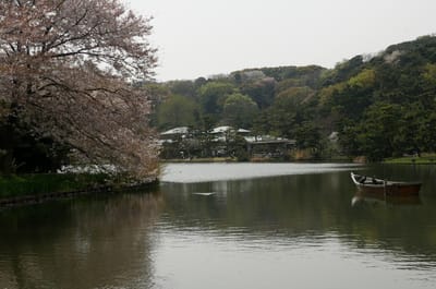 横浜市本牧、三溪園の桜、散り始め！