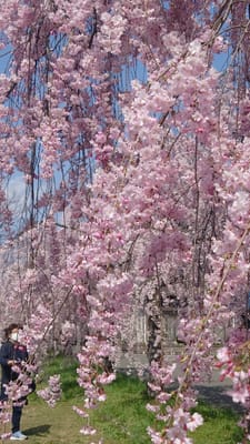 喜多方の日中線の枝垂れ桜