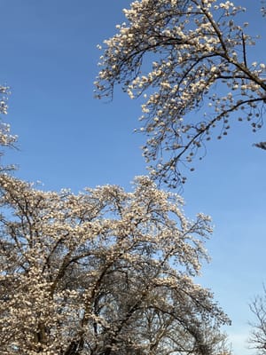 筑波大学構内の桜とボケの花