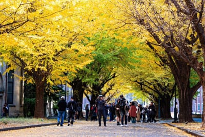 東京大学 銀杏の黄葉🍁（１）