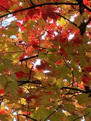 色とりどりの秋彩