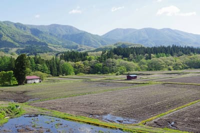 堺田の耕作地