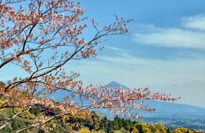 高千穂峰と山桜
