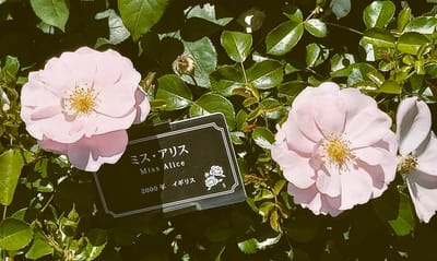 【横浜市】🌹 バラが咲き誇る "港の見える丘公園" 散歩 🌹　<追加>