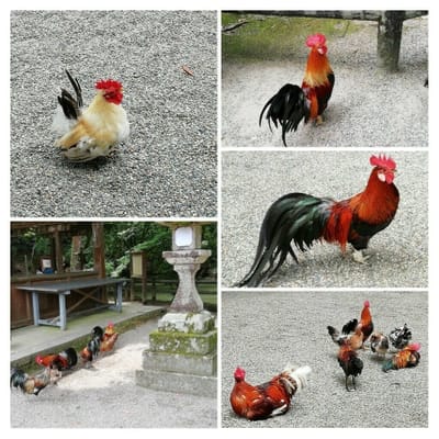 ②ー１  「 境内の鶏」    石上神社  (乗り物と緑が美しい寺社巡りツアー３日目)  2022年6月19日