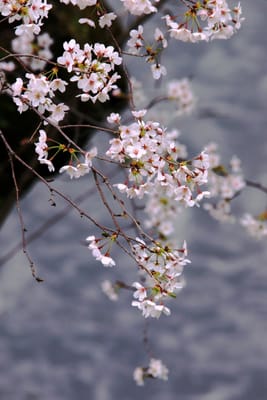桜　花