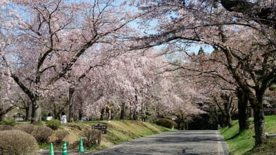 秩父羊山公園の桜