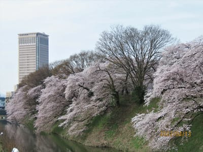城址の　🌸桜が　咲いた