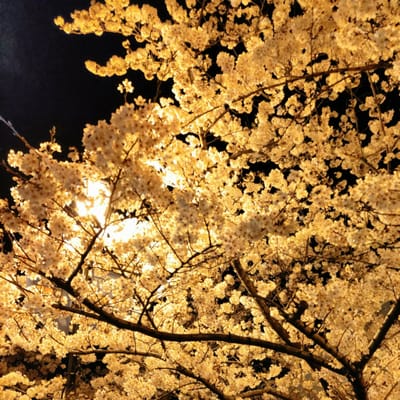 夜桜お七♪