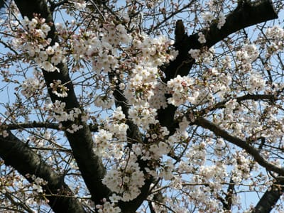 　　　　　桜　　🌸　　さくら