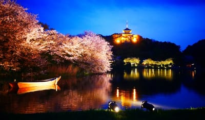 神奈川県の花見・桜名所「三溪園の 夜桜 」