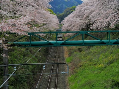 2023年3月31日の桜(御殿場線山北駅)