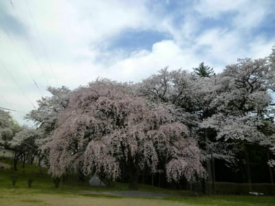 春日公園（春日城址）「大しだれ桜」