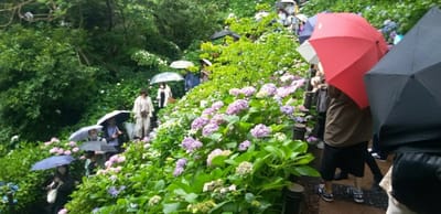 雨の紫陽花の小道
