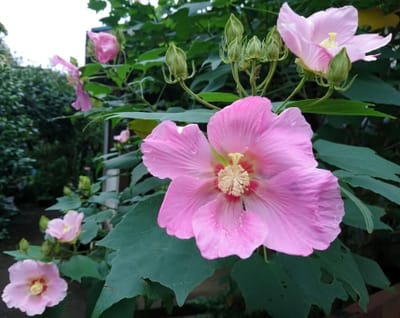 芙蓉の花 Cotton rose