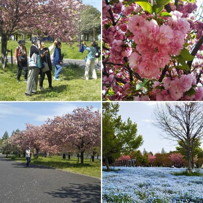 2024.4.16 イベント報告 春の色彩色の公園