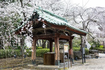 「桜と増上寺と東京タワー」 その３