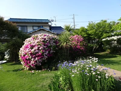 五月の我が家の花たち、平戸ツツジと矢車草