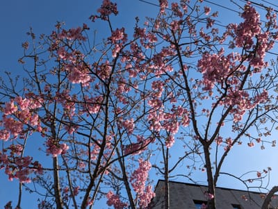 文京区小日向の桜🌸