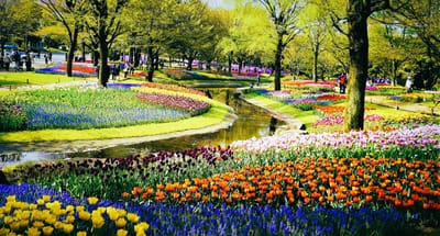 🌷　カラフルで、キュートな花畑に癒される「チューリップ絶景スポット」　全国ランキング　🌷