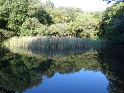 厳島神社の池