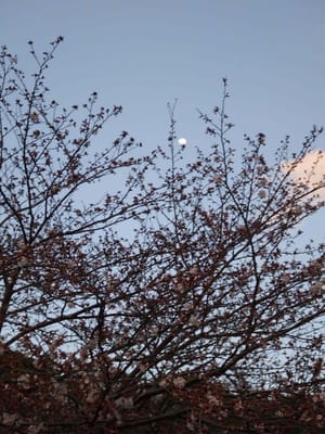 大きな桜の木と上弦の月